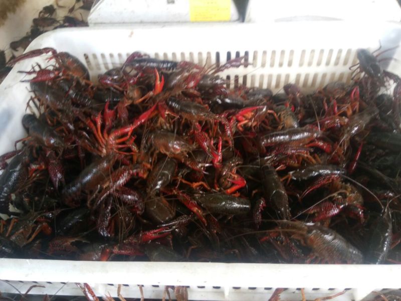 小龙虾食用10~12钱活虾小龙虾主养