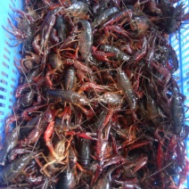 小龙虾食用10~12钱活虾小龙虾主养