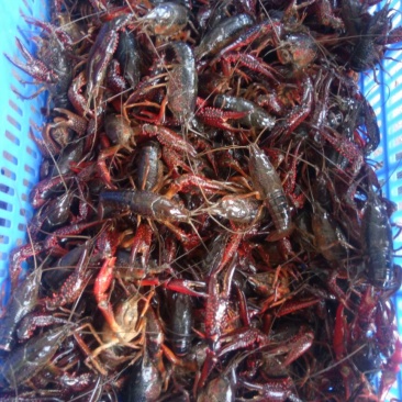 小龙虾食用10~12钱活虾小龙虾主养