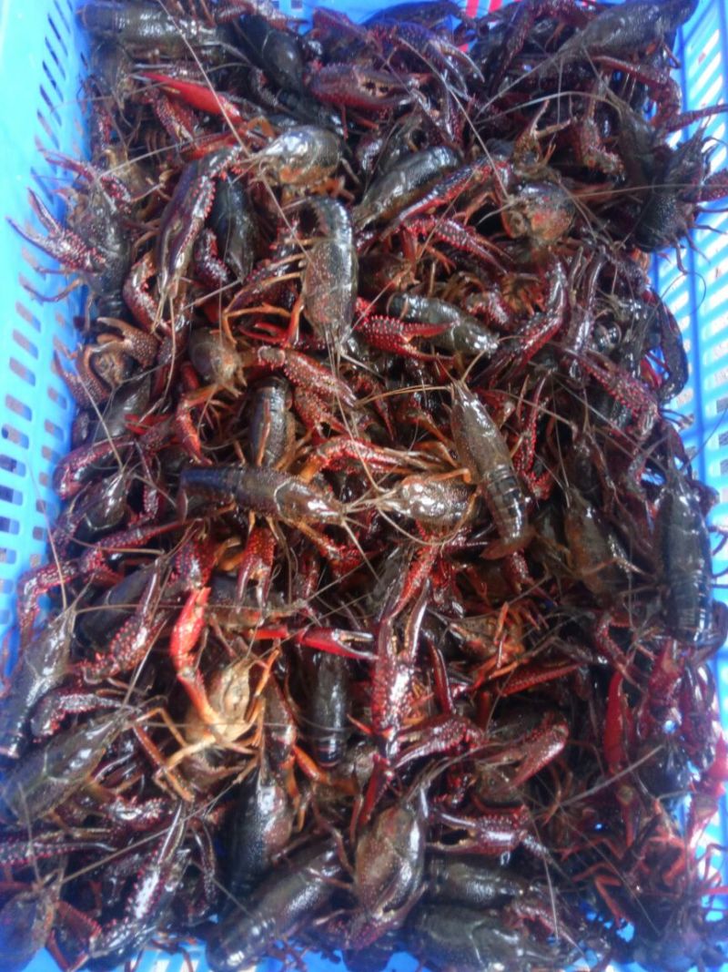 小龙虾食用10~12钱活虾小龙虾主养