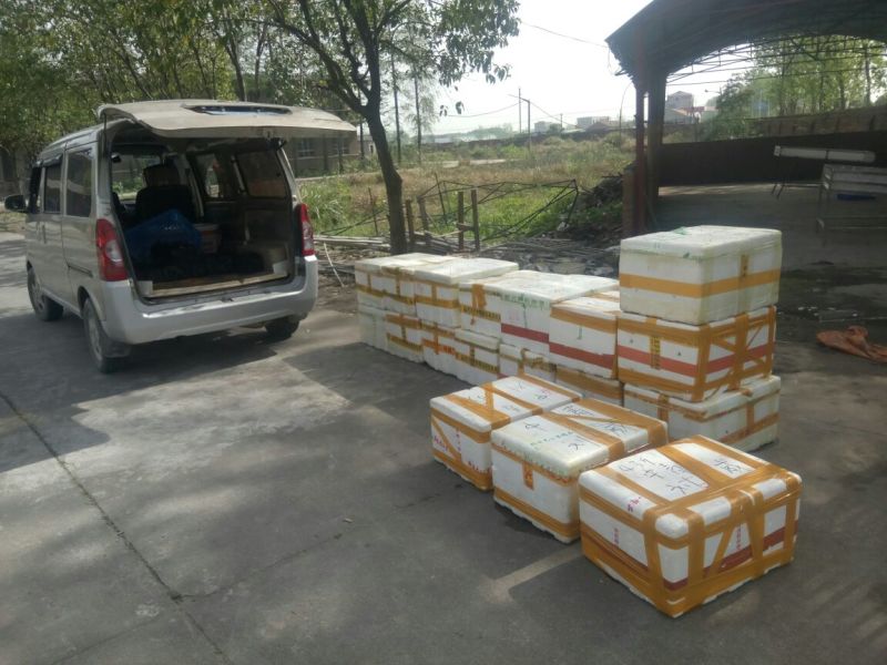 小龙虾食用10~12钱活虾小龙虾主养