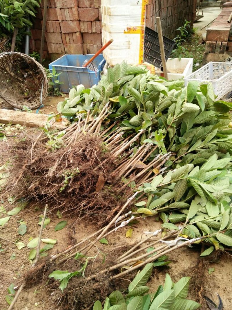 番石榴苗50~80cm