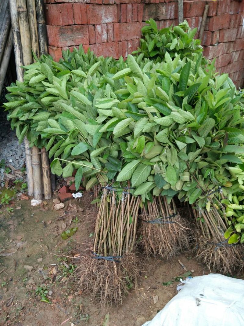 番石榴苗50~80cm