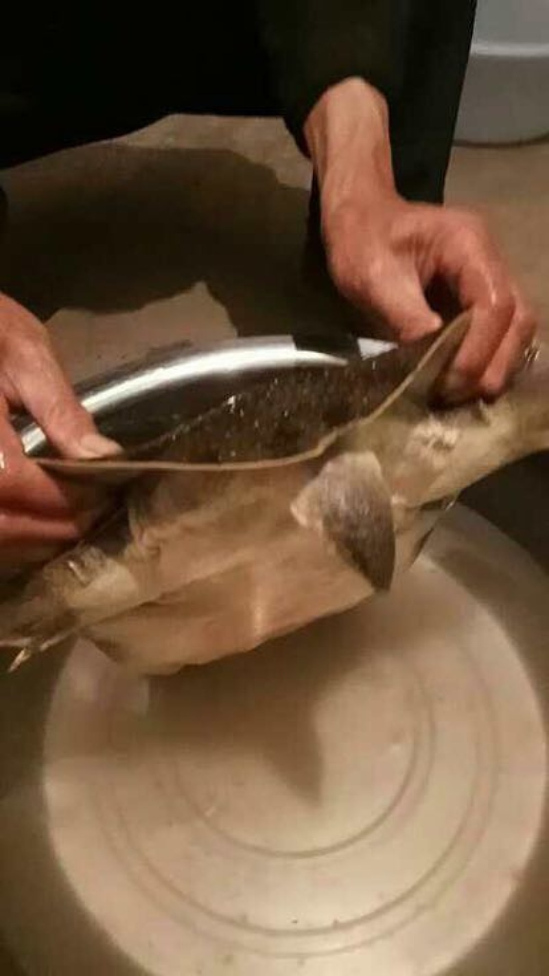 野生甲鱼