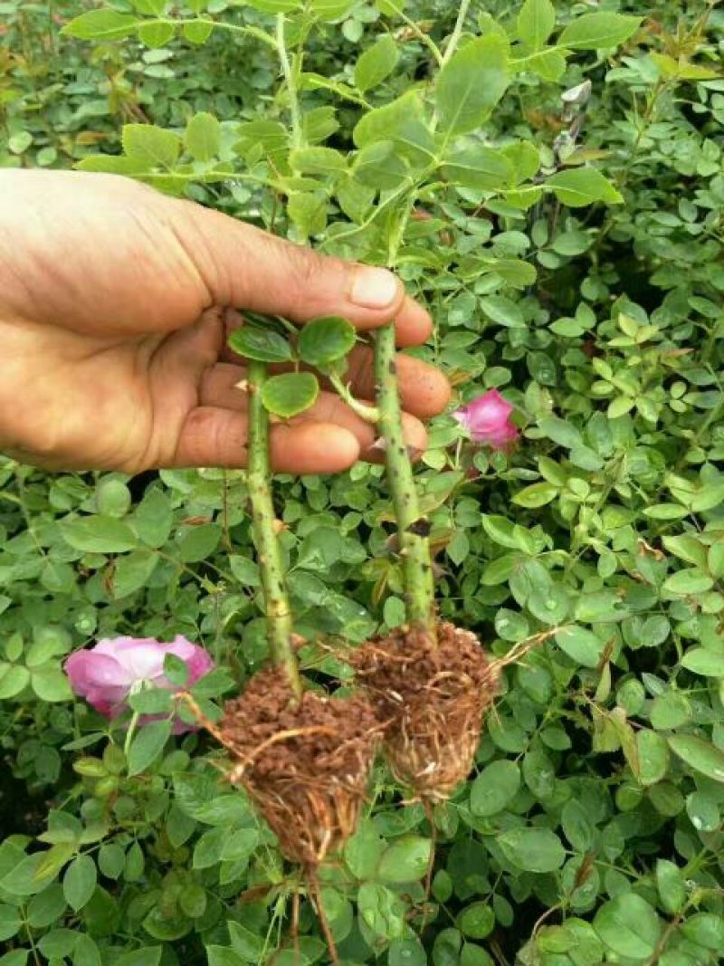 食用玫瑰苗滇红种苗鲜花可用做鲜花饼10~20cm