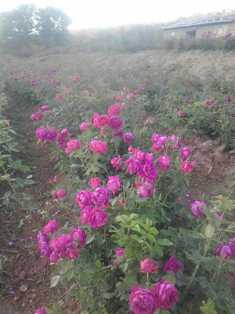 食用玫瑰苗滇红种苗鲜花可用做鲜花饼10~20cm