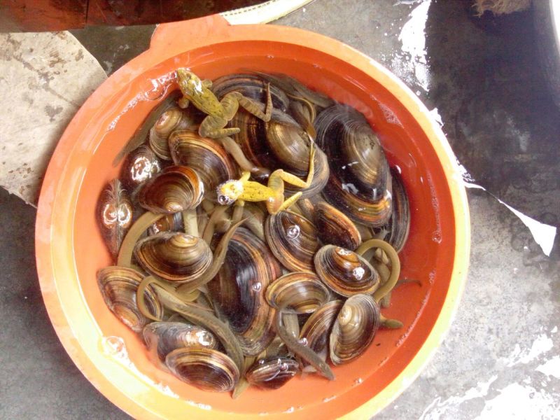 池鲤鱼食用0.5~1公斤
