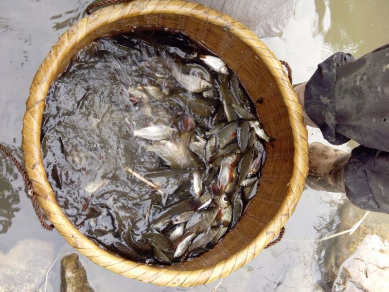 池鲤鱼食用0.5~1公斤