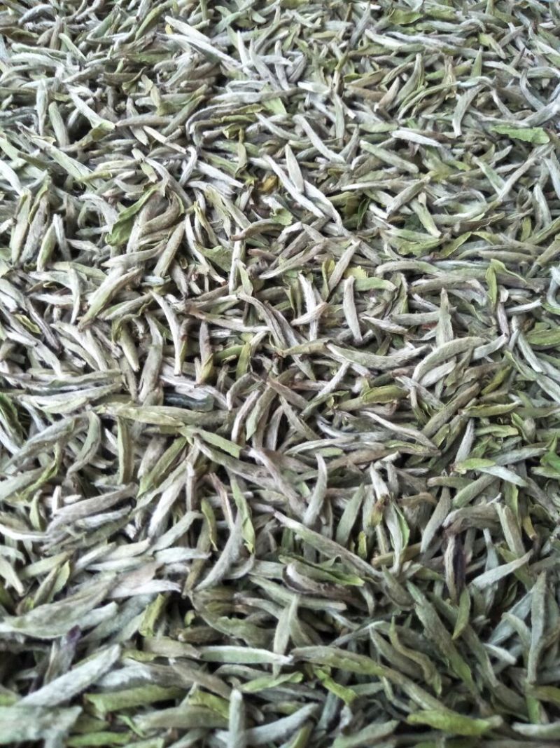 福鼎白茶特级