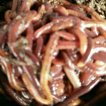 牛粪蚯蚓大号中号小号蚯蚓钓鱼，放生做药鸡鸭鹅林蛙饲料