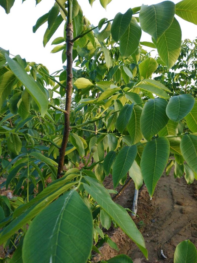 薄皮核桃30mm以上青皮