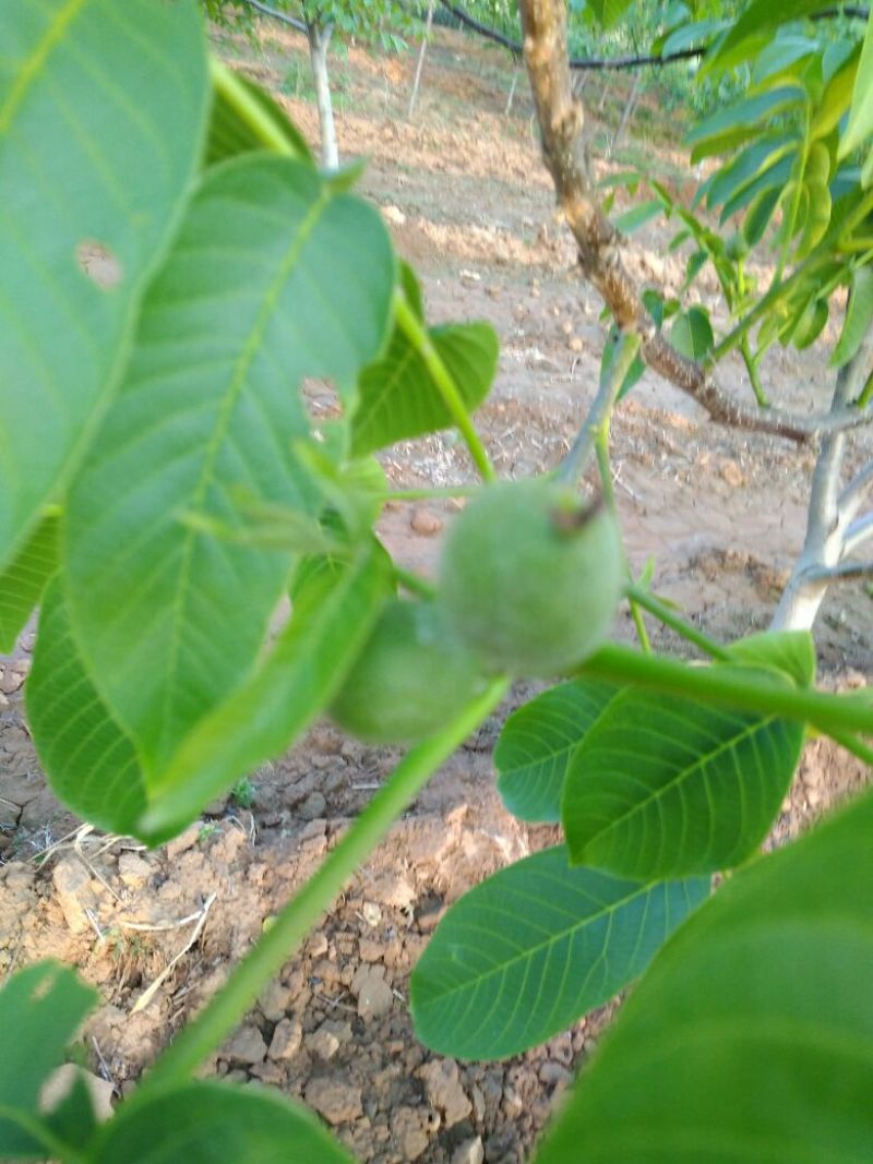 薄皮核桃30mm以上青皮