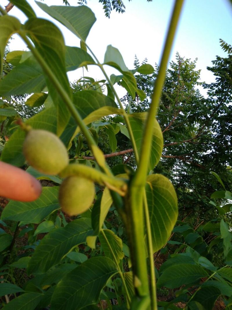 薄皮核桃30mm以上青皮