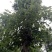 樟树261~300cm