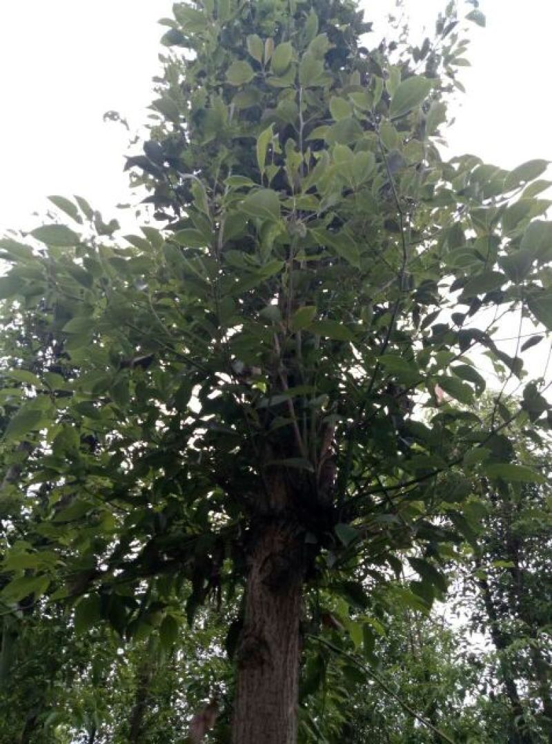 樟树261~300cm