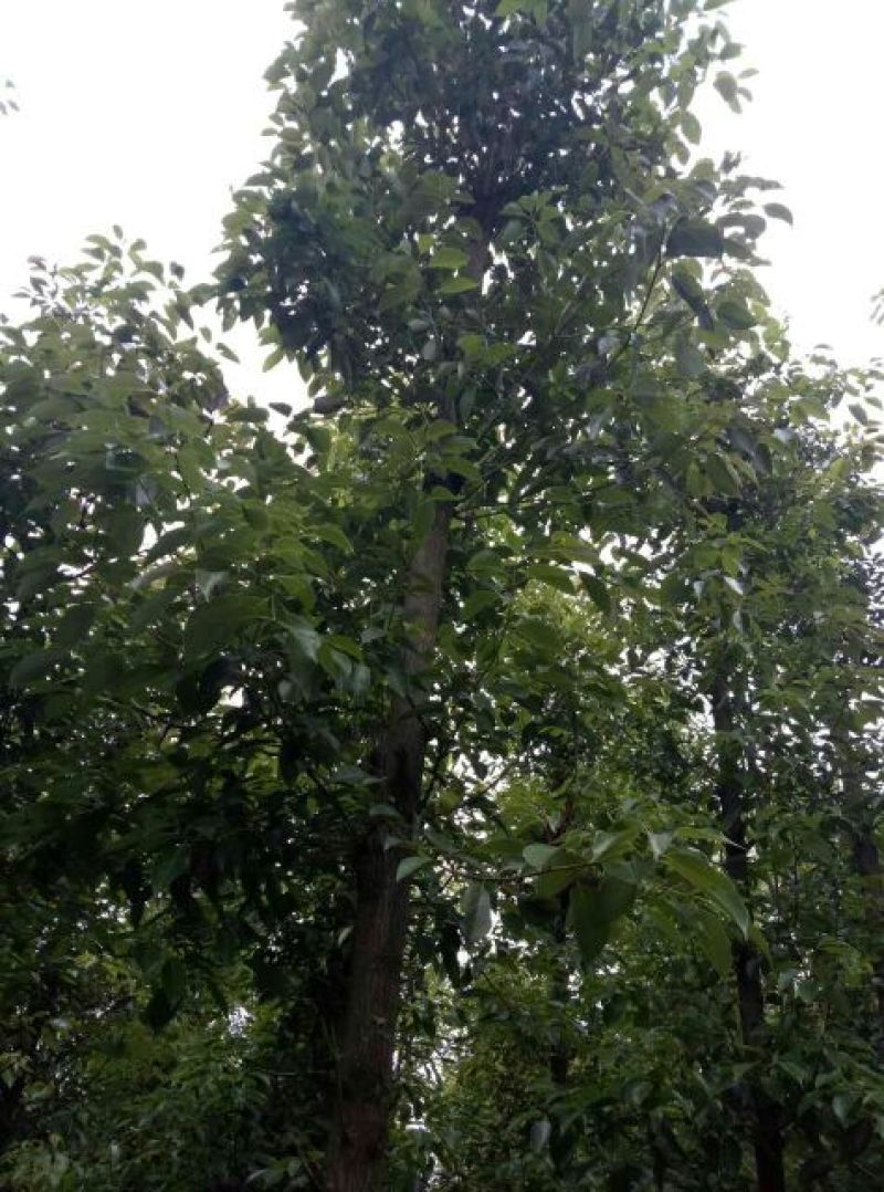 樟树261~300cm