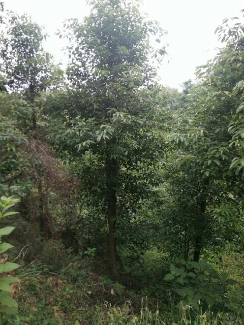 樟树261~300cm
