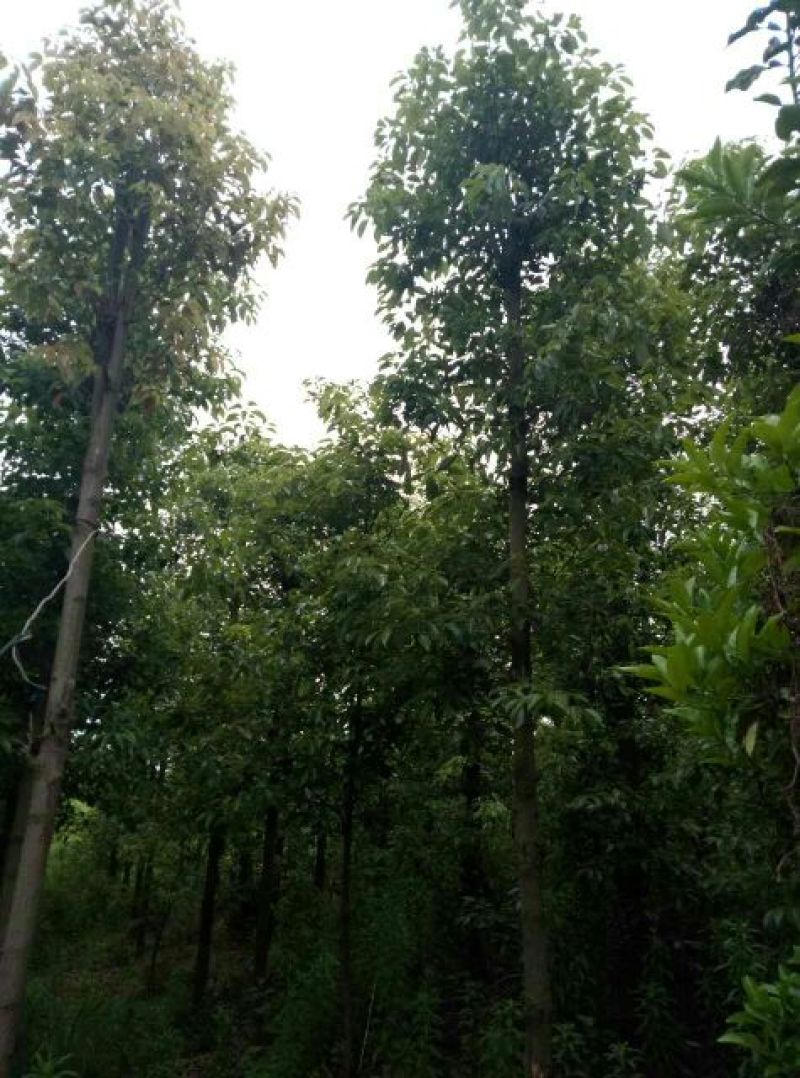 樟树261~300cm