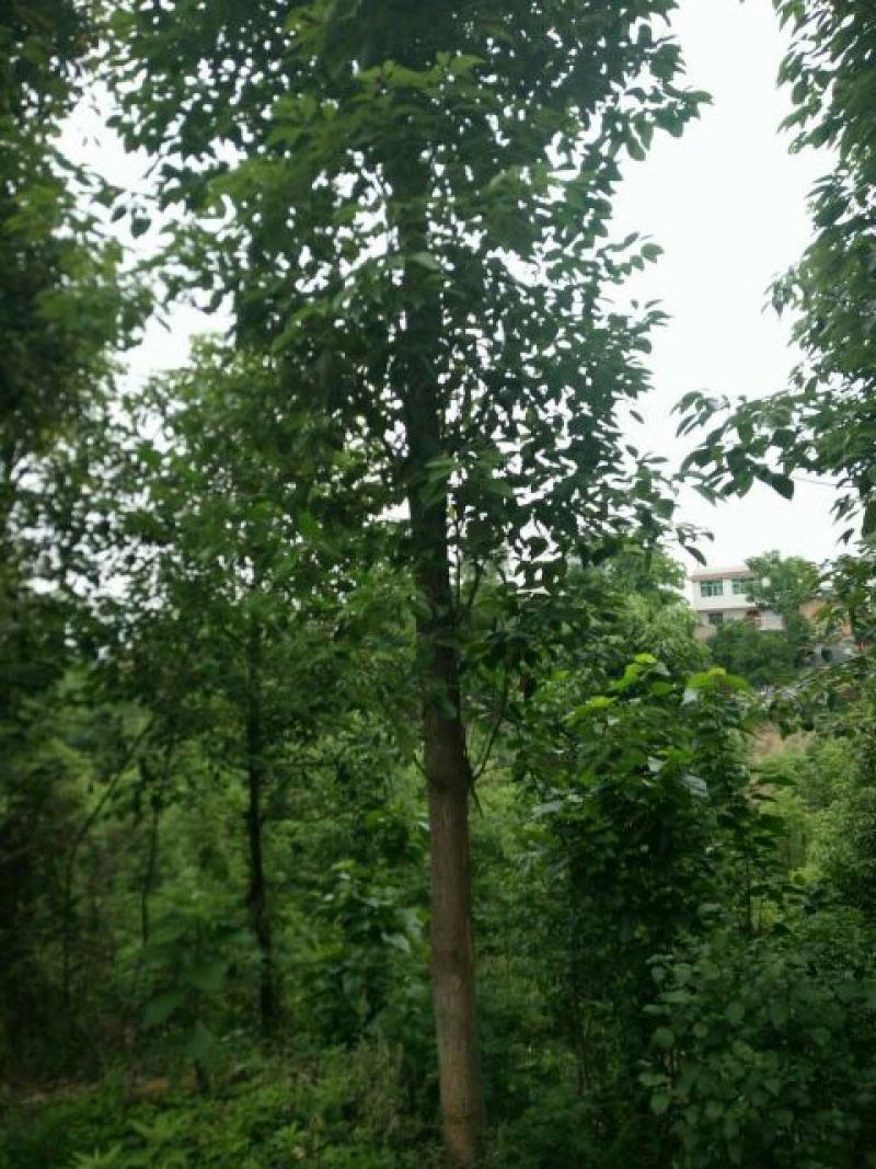 樟树261~300cm