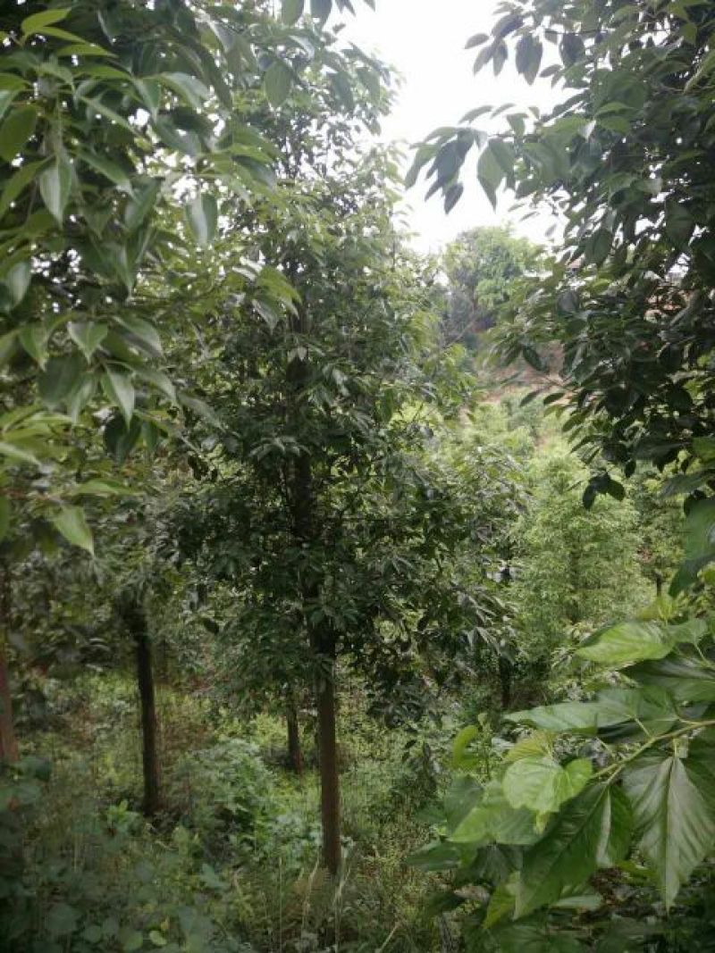 樟树261~300cm
