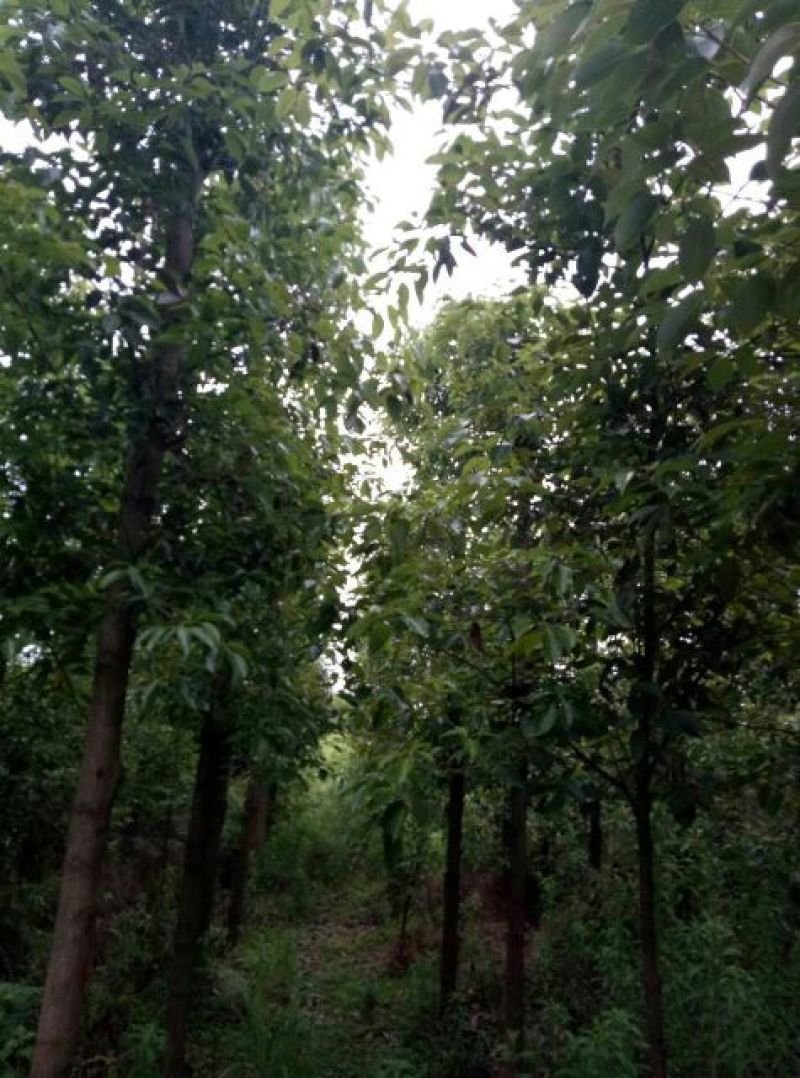 樟树261~300cm