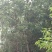 樟树261~300cm