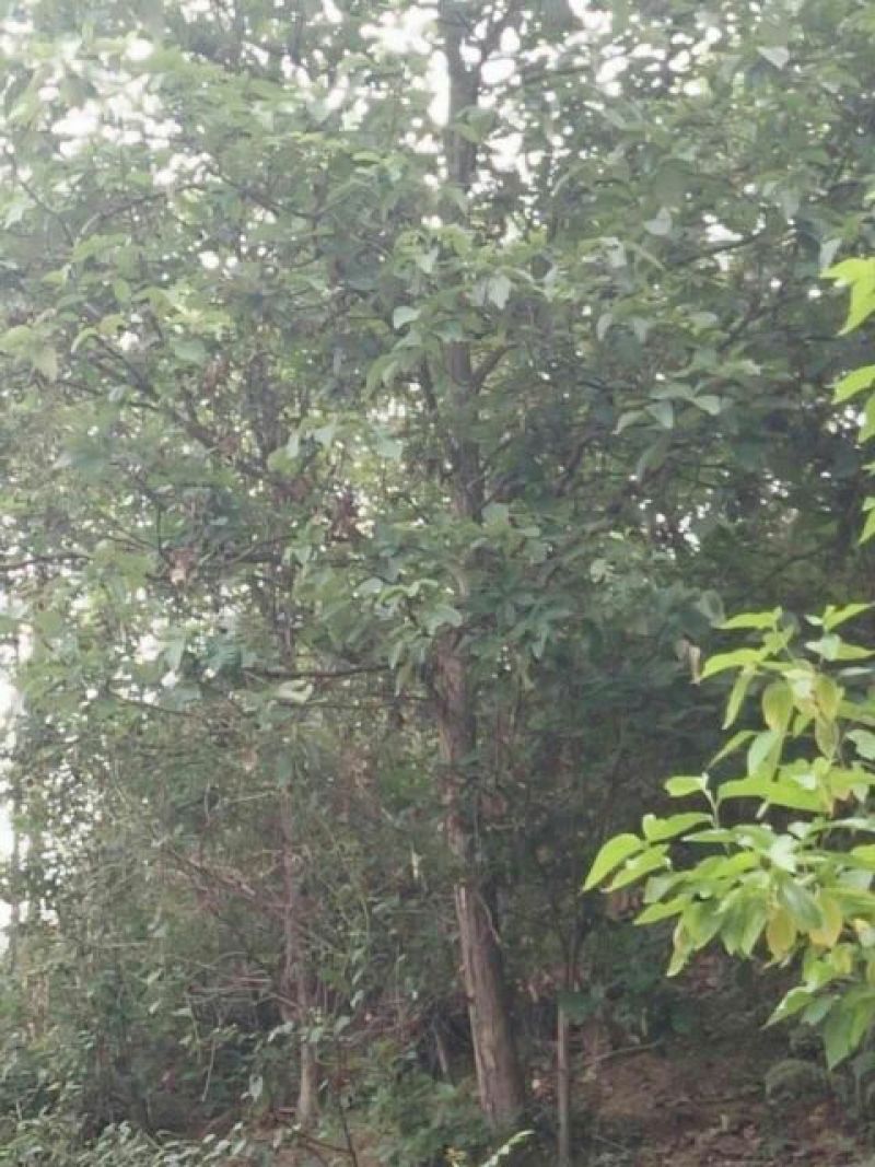 樟树261~300cm
