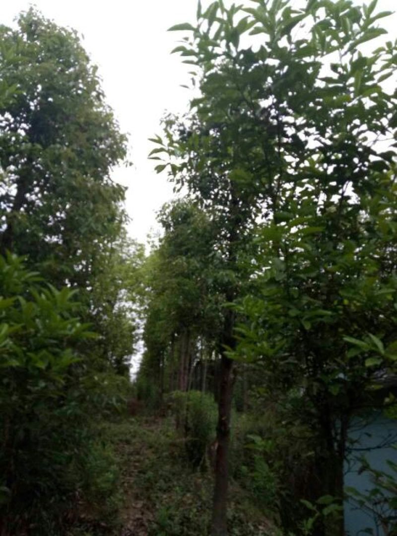 樟树261~300cm