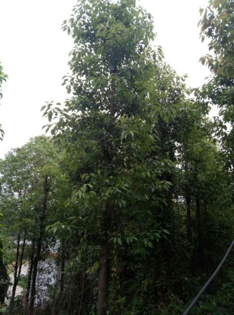 樟树261~300cm
