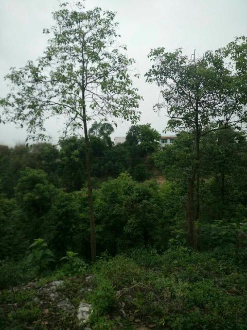 樟树261~300cm