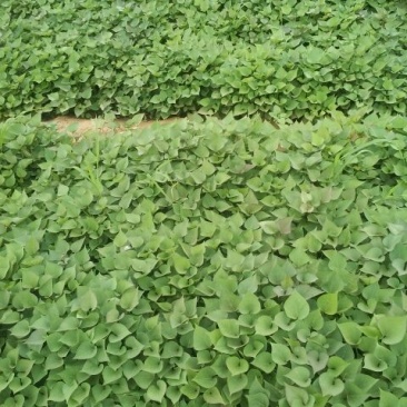 济薯26红薯苗25~35cm