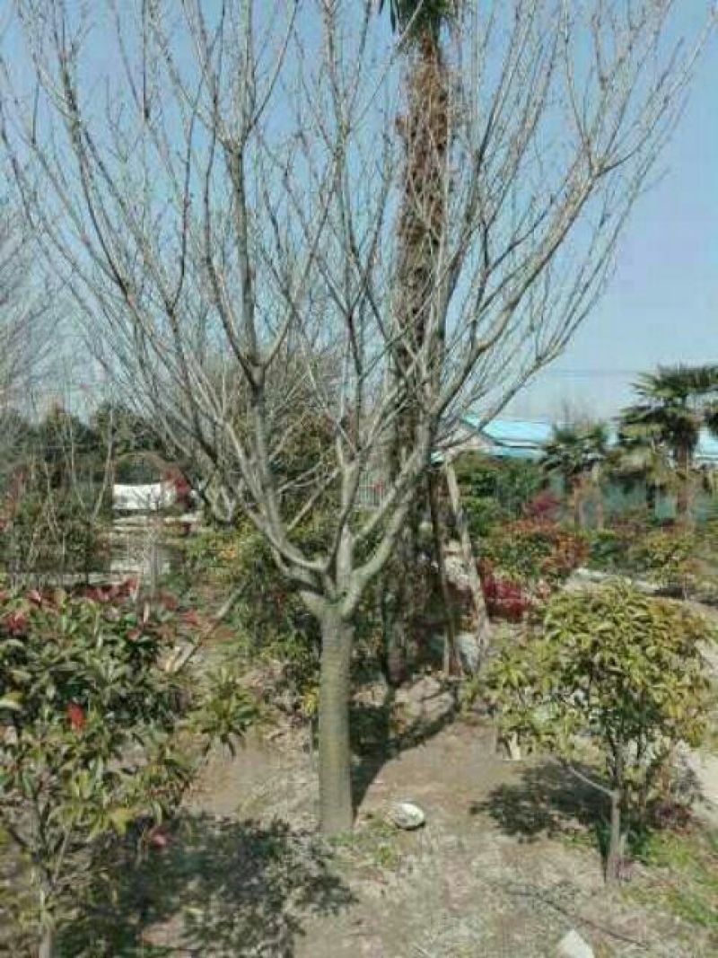 樱花树D13一16公分