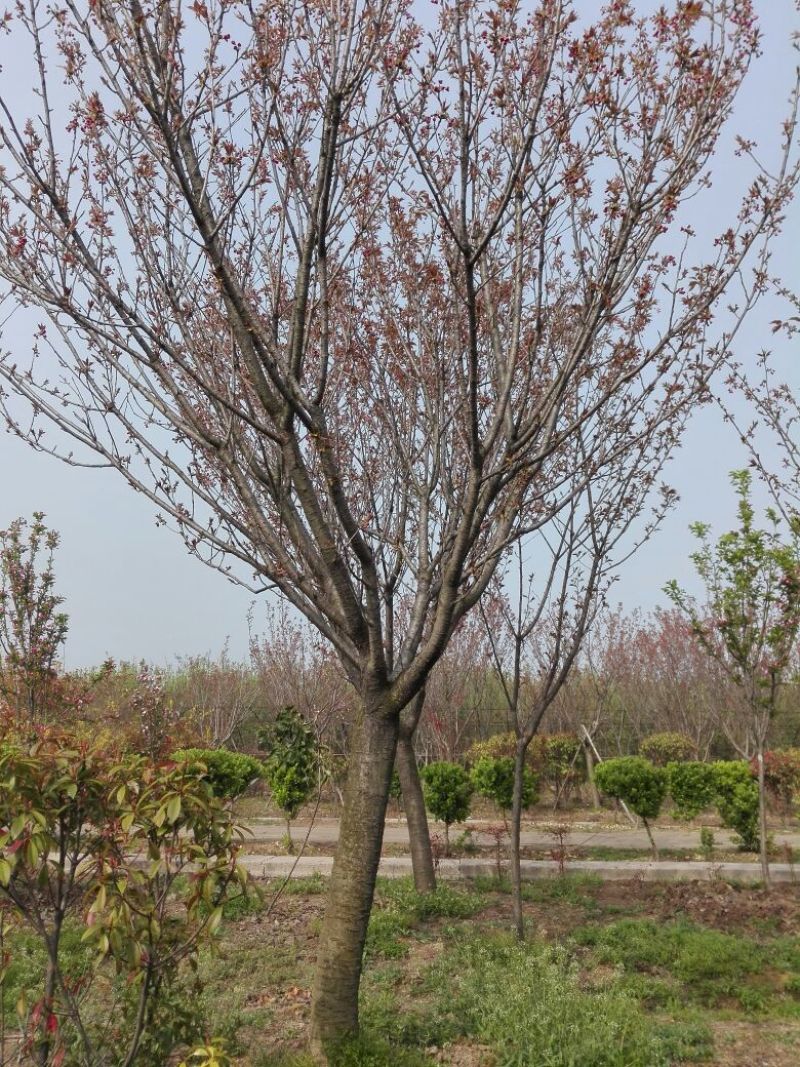 樱花树D13一16公分