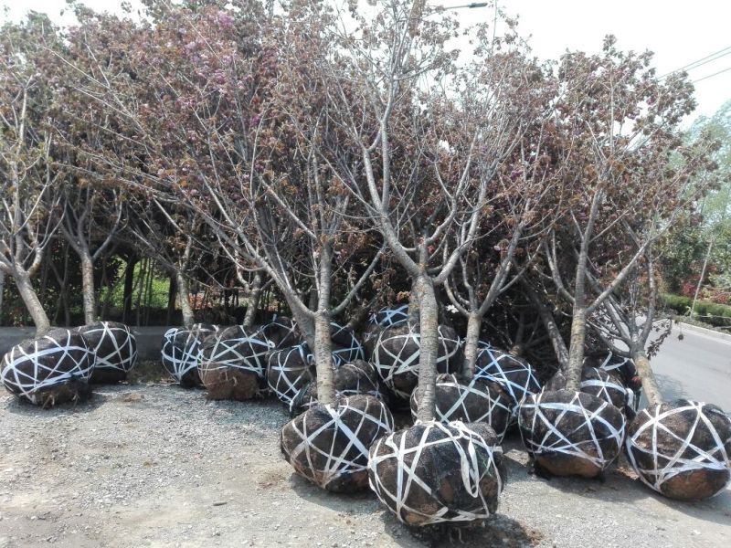 樱花树D13一16公分