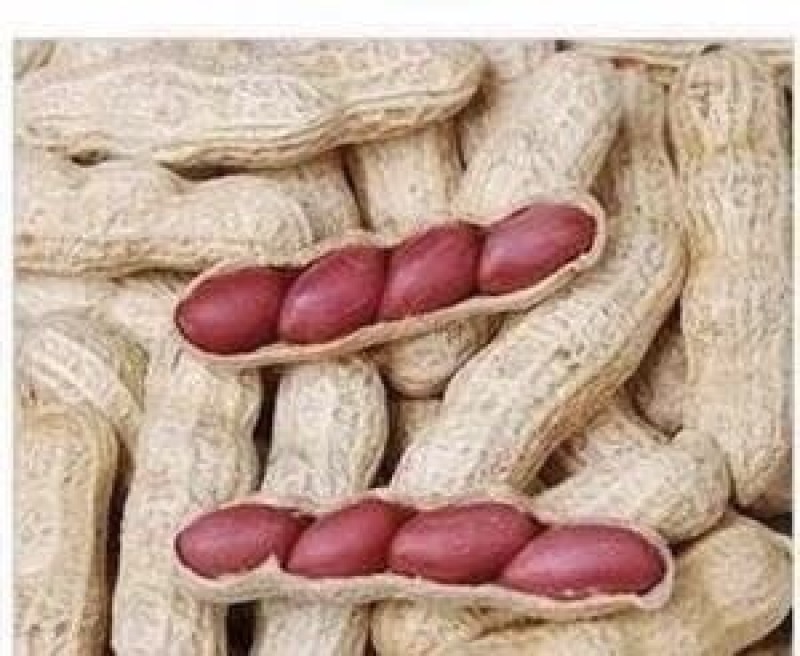 花生种子