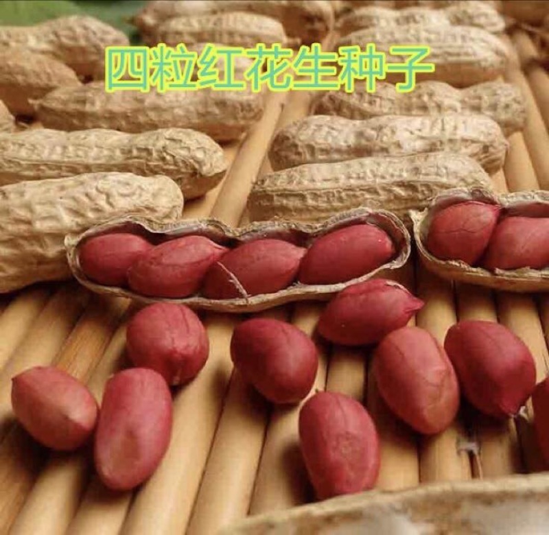 花生种子