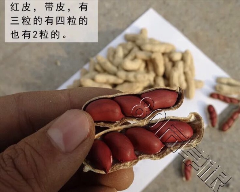 花生种子