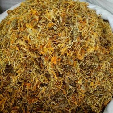 金银花湖南开花金银花。