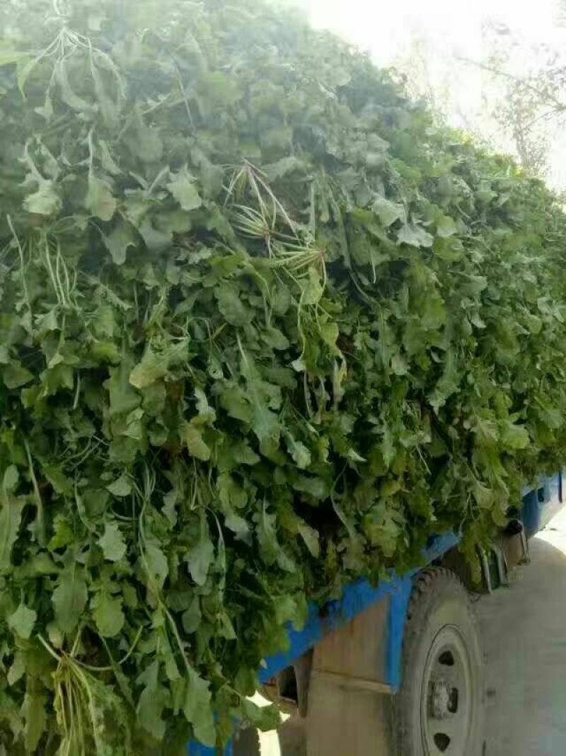荠菜种子
