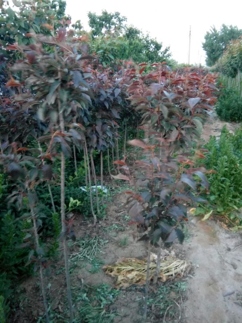 红叶樱花4cm以下