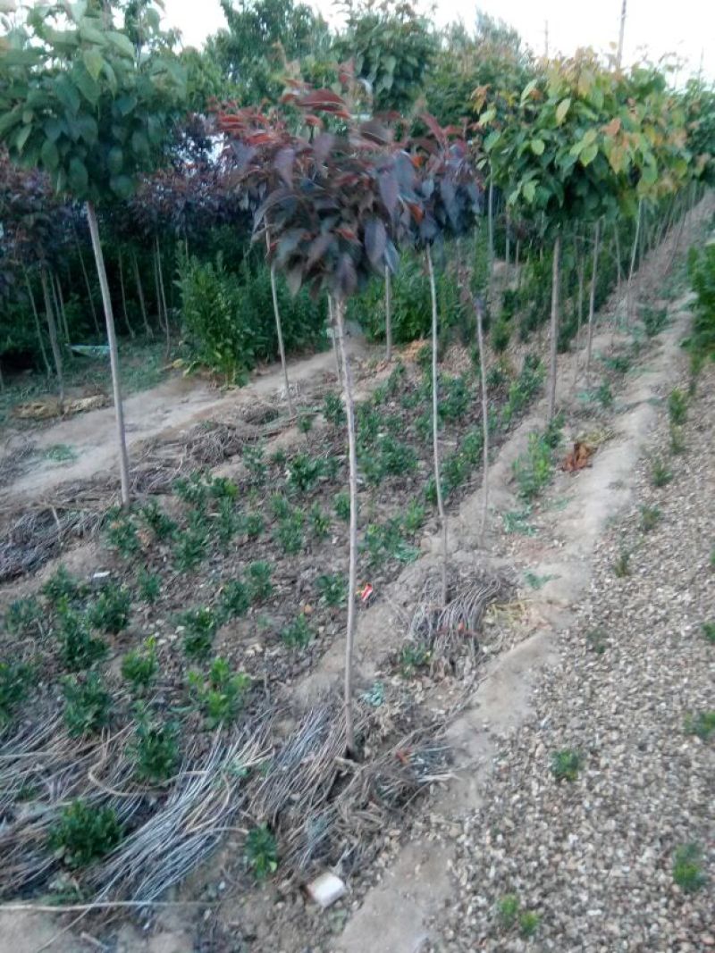 红叶樱花4cm以下