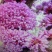紫荆1米左右高粗开花是紫红花，老板需要联系我