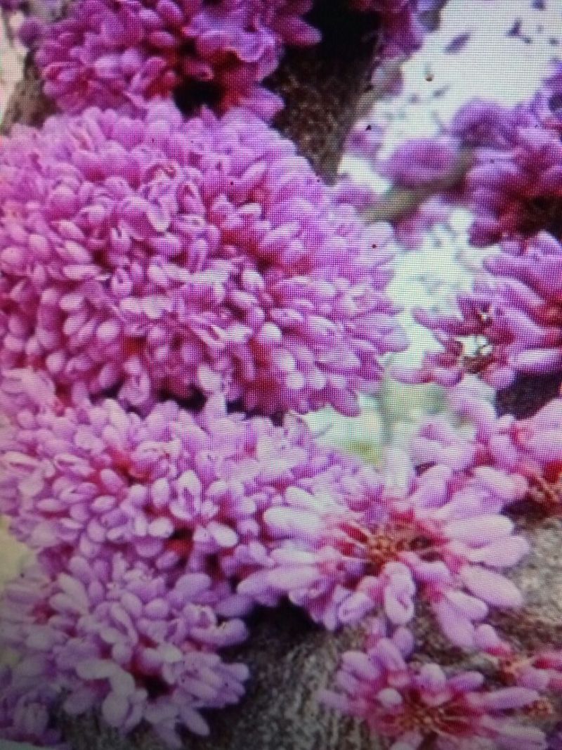 紫荆1米左右高粗开花是紫红花，老板需要联系我