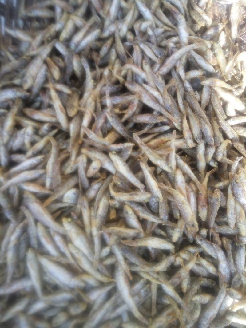 土鲶鱼食用