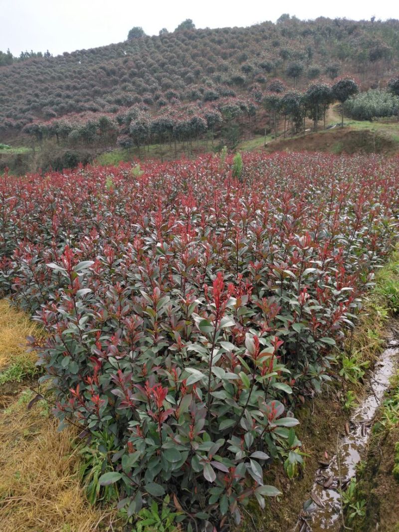 红叶石楠苗湖南红叶石楠红叶石楠杯苗工程苗
