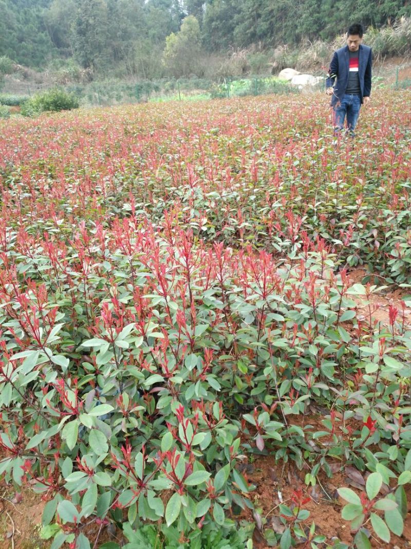 红叶石楠苗湖南红叶石楠红叶石楠杯苗工程苗