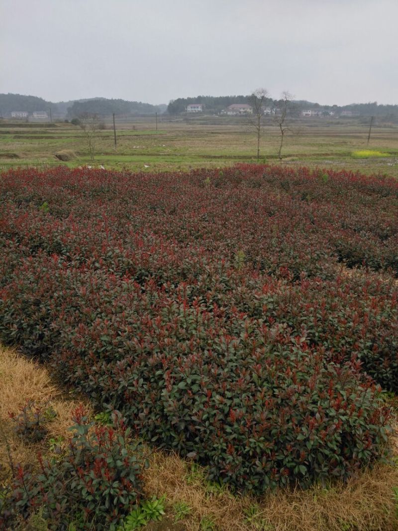 红叶石楠苗湖南红叶石楠红叶石楠杯苗工程苗