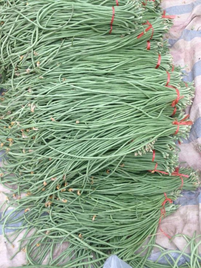 绿龙豆角