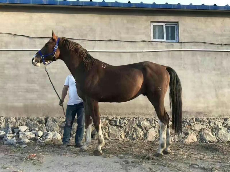 荷兰温血马600kg以上