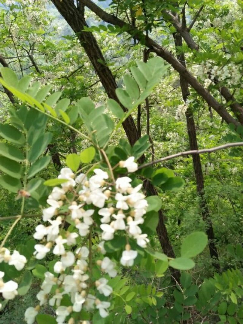 野山花蜂蜜2斤